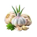 Garlic wholesale mandi rate Tamil Nadu
